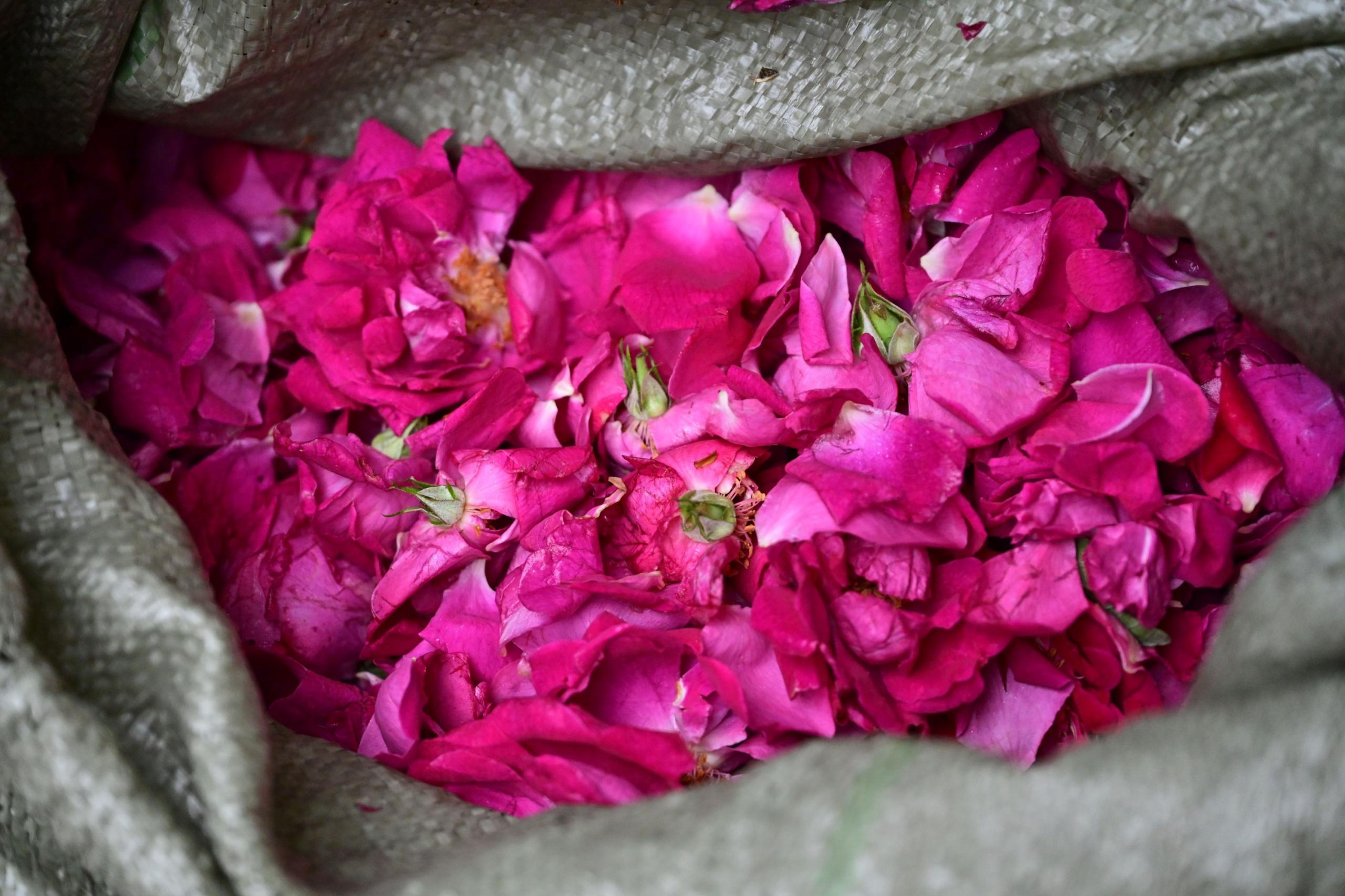  – 《鲜花饼店的玫瑰》[16P] 插图1